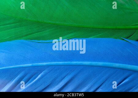 Blue and green artificial feathers texture Stock Photo