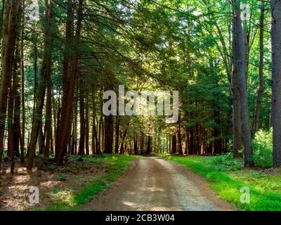 Dirt road leading deep into the tree lined forest at Cooks Forest State Park near the Allegheny National Forest of Pennsylvania.  Landscape scene in n Stock Photo