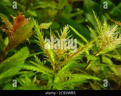 Closeup shot of Proserpinaca Palustris plant in an aquarium with water bubbles Stock Photo