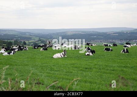 A large herd of British Friesian cattle lying down in a grassy field on the Yorkshire uplands during summer in the U.K. Stock Photo