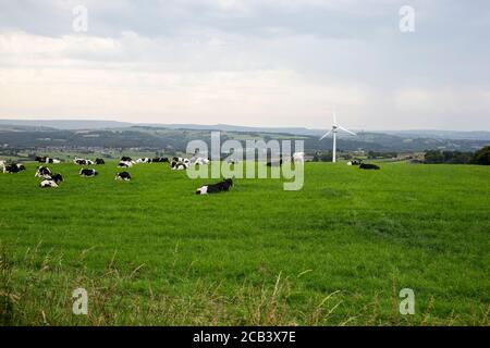 A large herd of British Friesian cattle lying down in a grassy field on the Yorkshire uplands with a wind turbine generator in the background Stock Photo