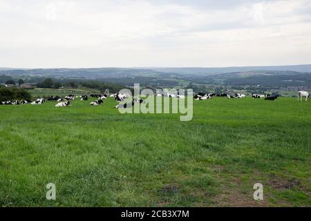 A large herd of British Friesian cattle lying down in a grassy field on the Yorkshire uplands during summer in the U.K. Stock Photo