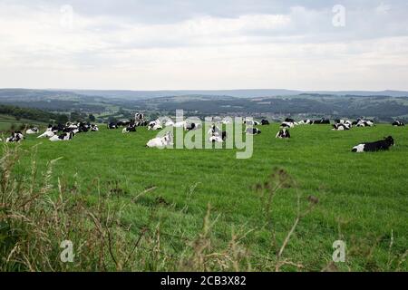 A large herd of British Friesian cattle lying down in a grassy field on the Yorkshire uplands during summer in the U.K. Stock Photo