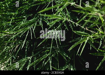 Background with beautiful green leaf background of bamboo palm or lady palm Stock Photo