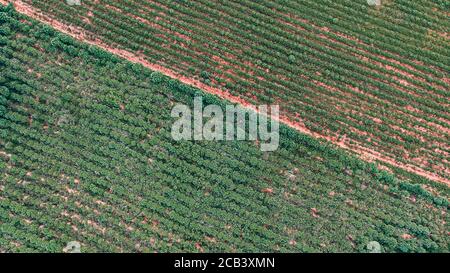 Aerial view of a cassava fields Stock Photo