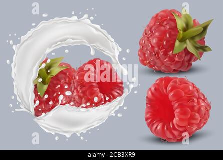 3D realistic raspberry in milk splash. Fresh red raspberry on transparent background. Milk cocktail. Organic berries.Vector illustration. Stock Vector