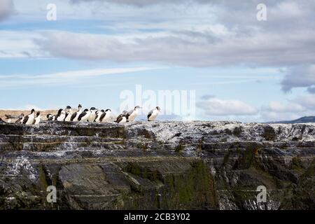 Imperial Shags on a rocky island in the Beagle channel, Argentina Stock Photo