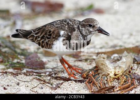 Ruddy Turnstone Arenaria interpres Feeding On The Remains Of Caribbean Spiny Lobster Panulinus argus Stock Photo