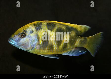 Lake Malawi Cichlid Stock Photo