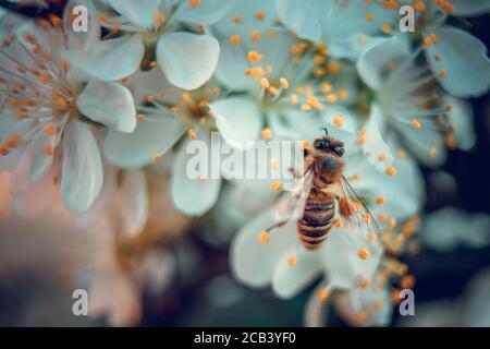 The bee collects pollen from white plum flowers. Spring blossoming scene