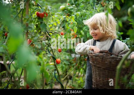 Small boy collecting cherry tomatoes outdoors in garden, sustainable lifestyle concept. Stock Photo