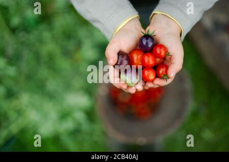 Unrecognizable child holding cherry tomatoes outdoors in garden, sustainable lifestyle concept. Stock Photo