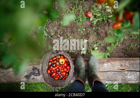 Unrecognizable child with cherry tomatoes outdoors in garden, sustainable lifestyle concept. Stock Photo