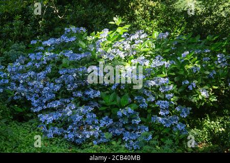 Hydrangea Macrophylla, Big leaf hydrangea in bloom showing of its sky blue petals Stock Photo