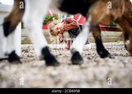 Portrait of cute small girl standing on farm, looking at camera. Stock Photo