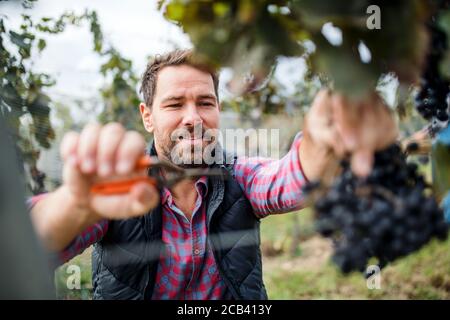Man worker collecting grapes in vineyard in autumn, harvest concept. Stock Photo
