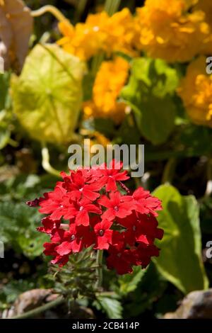Flowers, (Lychnis Chalcedonica in the foreground). herbaceous border, the kitchen garden, West Dean, West Sussex, England, UK Stock Photo