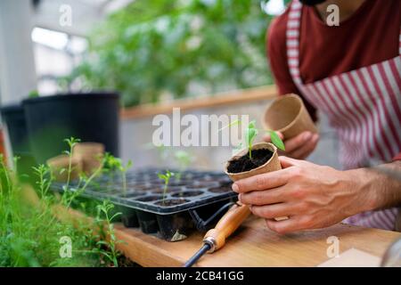 Unrecognizable man gardener working in greenhouse, planting. Stock Photo