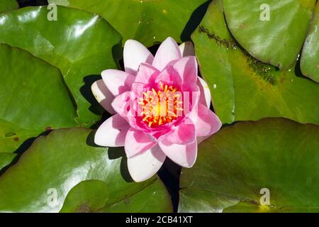 Top down view on water lily ymphaea hybride Charles de Meurville. Pink petals, yellow center. With green leaves around the flower. Stock Photo