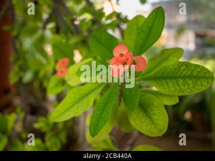 11 December 2019 Pushkar Rajesthan, India Crown of Thorns Flower (Euphorbia milii) Stock Photo