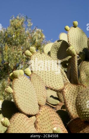 Nopal cactus or Prickly Pear  in the 19th century mining town of Mineral de Pozos, Guanajuato, Mexico