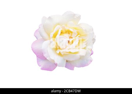 Hybrid tea rose isolated on white background for collage Stock Photo