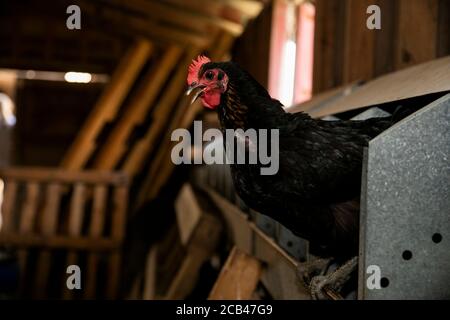 Various farm animals such as pigs, horses, and cows on a farm in Texas. Stock Photo