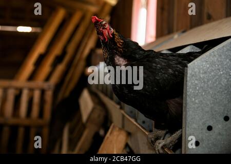 Various farm animals such as pigs, horses, and cows on a farm in Texas. Stock Photo