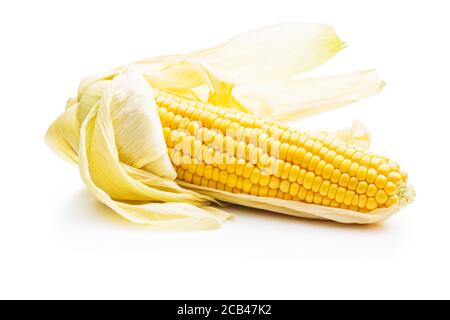 Uncooked corn cob isolated on white background. Stock Photo