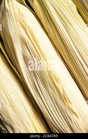 Detail of corn cobs. Close-up shot. Stock Photo