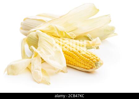 Uncooked corn cob isolated on white background. Stock Photo