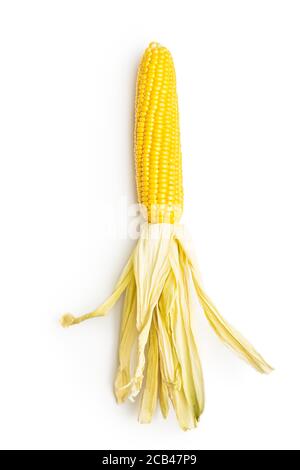 Uncooked corn cob isolated on white background. Stock Photo