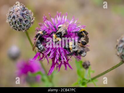 Macro photography of a bumblebee feeding from a red clover flower