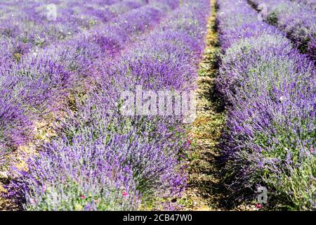 Beautiful view of a lavender field in Demonte, Piedmont Alps, Italy Stock Photo