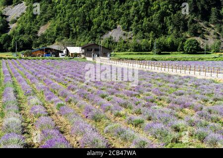 Beautiful view of a lavender field in Demonte, Piedmont Alps, Italy Stock Photo