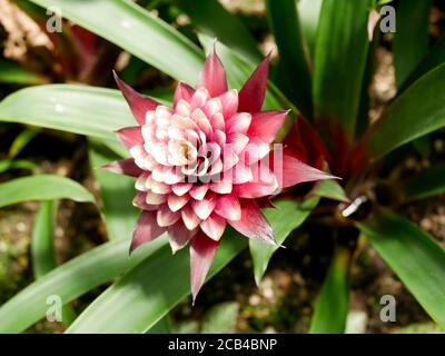 Shallow focus shot of a beautiful franceska guzmania flower Stock Photo