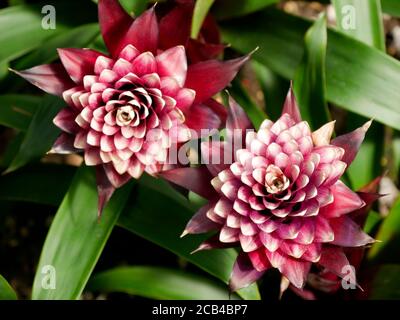 Shallow focus shot of beautiful franceska guzmania flowers Stock Photo