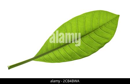 Natural tropical green leaf isolated on white background Stock Photo