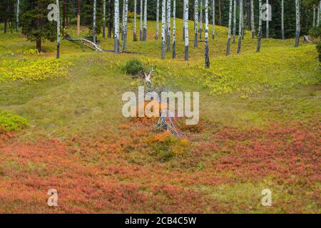 Autumn fireweed, Banff National Park, Alberta, Canada Stock Photo