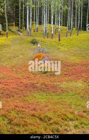 Autumn fireweed, Banff National Park, Alberta, Canada Stock Photo