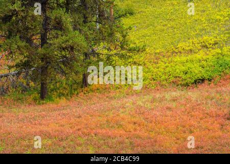 Autumn fireweed, Banff National Park, Alberta, Canada Stock Photo