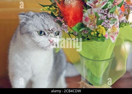 White cat eating bouquet of field flowers on a table. cat eating bouquet of flowers. Scottish fold cat near the flowers. Stock Photo