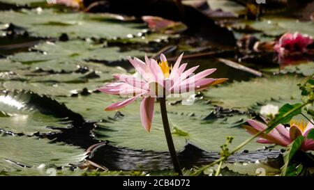 Shallow focus shot of a beautiful pink water lily Stock Photo