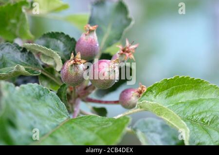 A sprig of green little apples. The unripe apples in the tree. set on the tree in spring, fruit tree harvest. Stock Photo