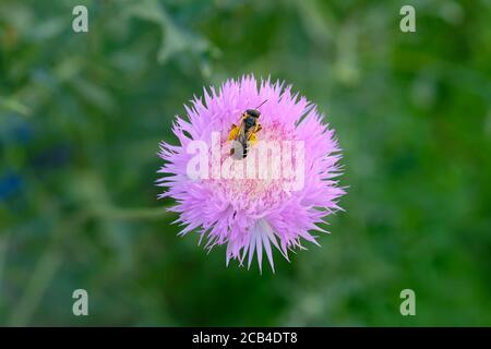 Cornflower pink. Pink flowers in the flowerbed close-up. Centaurea flower and bee with pollen on its legs. Stock Photo