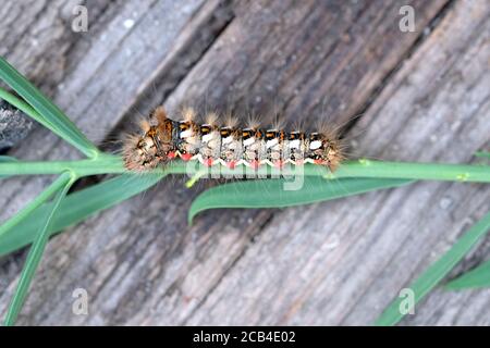 Acronicta (Viminia) rumicis. A multi-colored furry caterpillar on a branch of grass. Acronicta rumicis caterpillar aka Knot Grass moth larva.
