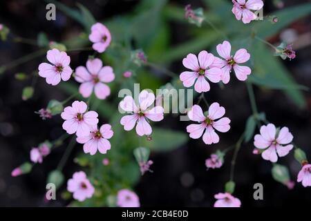 Gypsophila rose bush in the garden. Pink Star (Pink Star) - blossoms dark pink terry flowers. Small pink flowers top view. Stock Photo