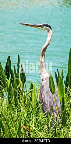 Great Grey Heron In Natural Habitat Stock Photo