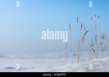 Reeds against a blue sky at sunny winter day. Dry stems of reed covered with hoarfrost, copy space. Stock Photo