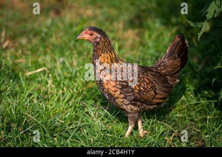 Colorful young chicken hen of the breed 'Stoapiperl', an endangered breed from Austria Stock Photo